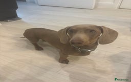 Miniature Dachshund dogs for sale: Loving 8 month boy Isabella KC Reg Mini Dachshund - Image 8