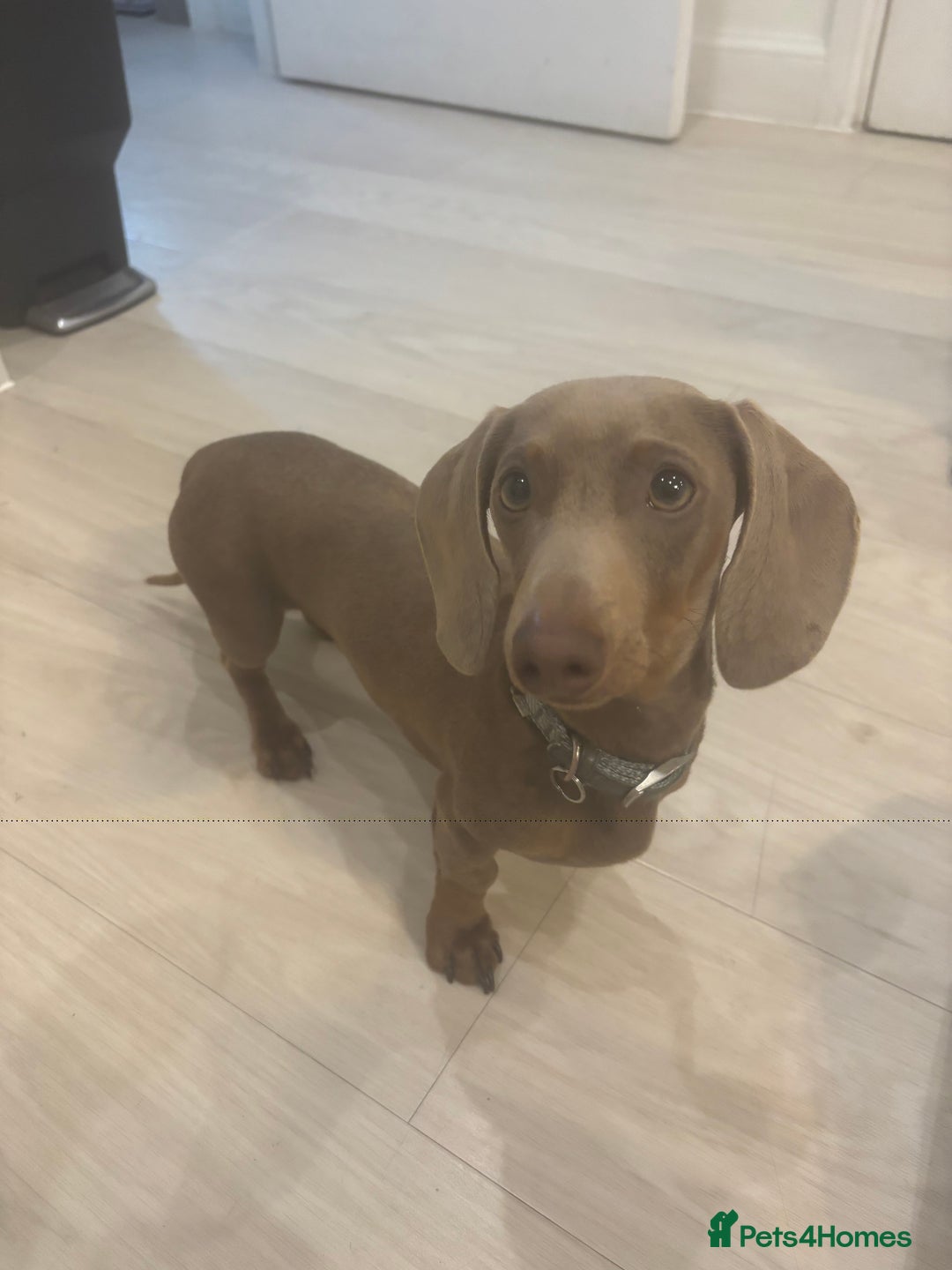 Miniature Dachshund dogs for sale: Loving 8 month boy Isabella KC Reg Mini Dachshund - Image 8