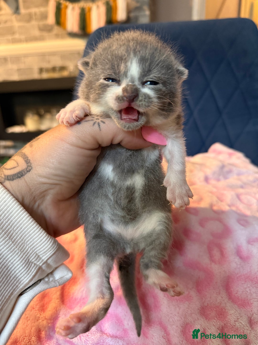 British Shorthair cats for sale: Pure British Shorthair Champion line 🥇🏆😻  - Image 18