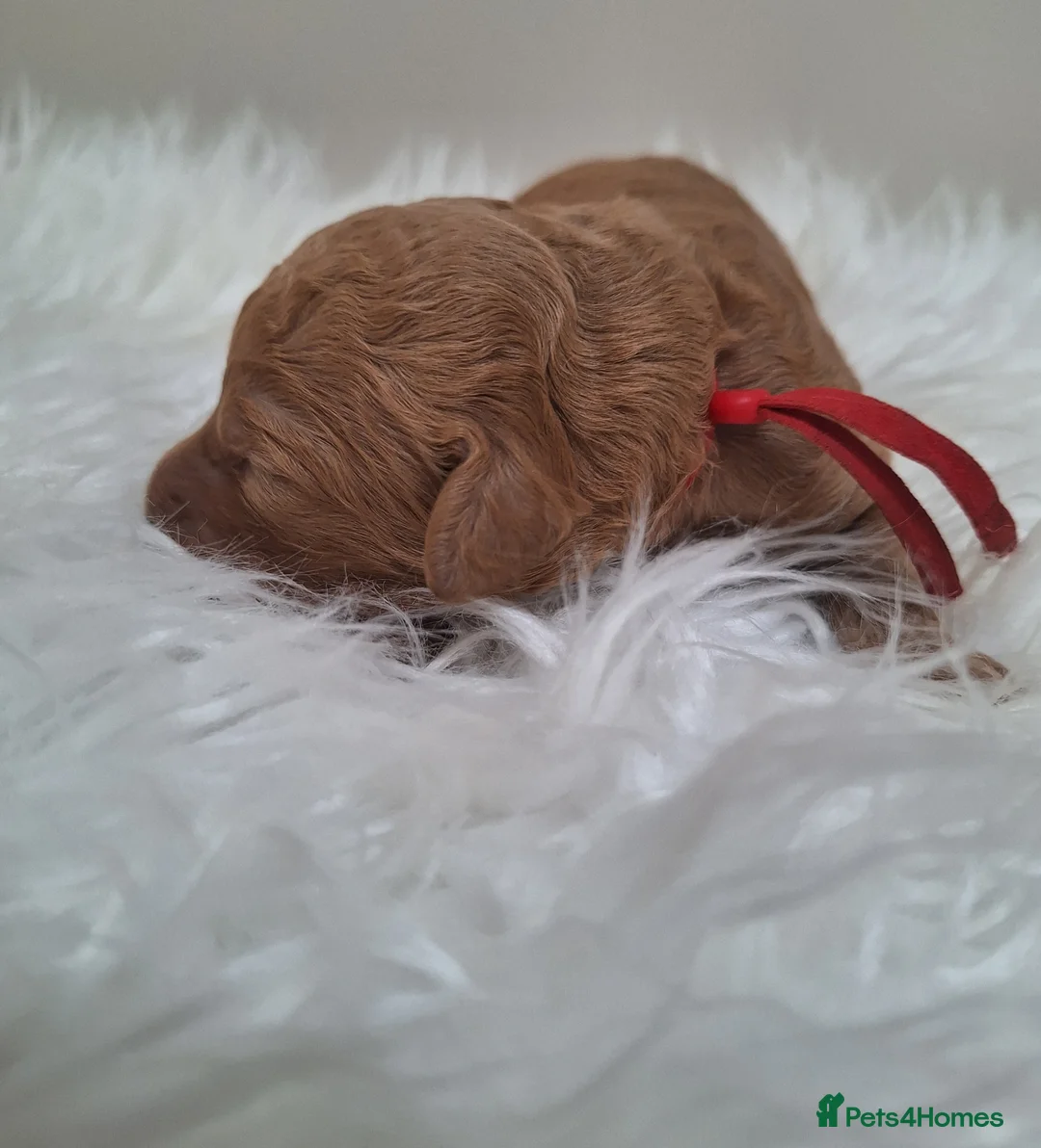 Standard Poodle dogs for sale: STANDARD POODLES.. - Advert 2