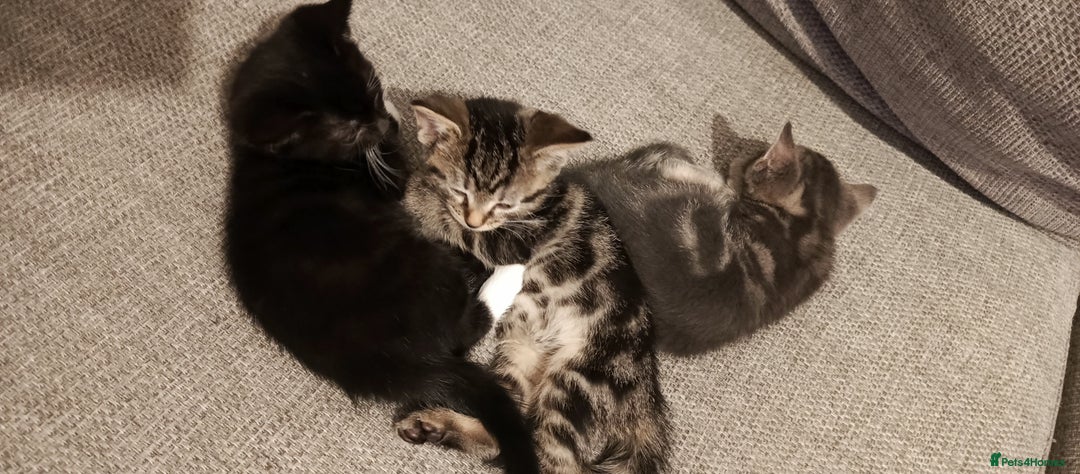 Mixed Breed cats for sale: 3 beautiful kittens looking for their forever home - Image 8