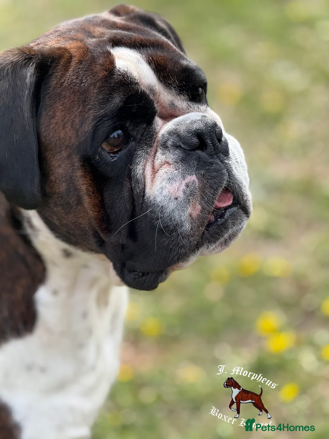 Boxer dogs for stud: 100% pure German Boxers in Norwich - Advert 11