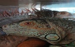 Iguana reptiles for sale: Blue igguana - Image 1
