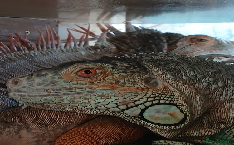 Iguana reptiles - Advert 1