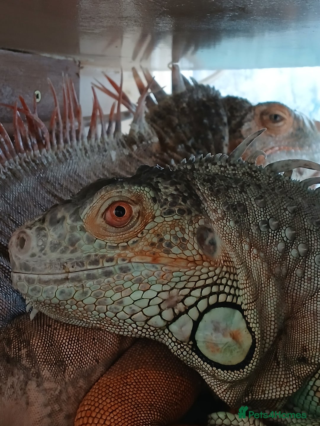 Iguana reptiles for sale: Blue igguana - Image 1