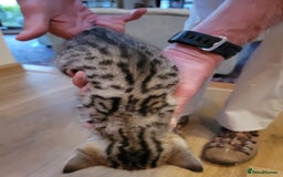 Mixed Breed cats for sale: Beautiful kittens for sale - Image 4
