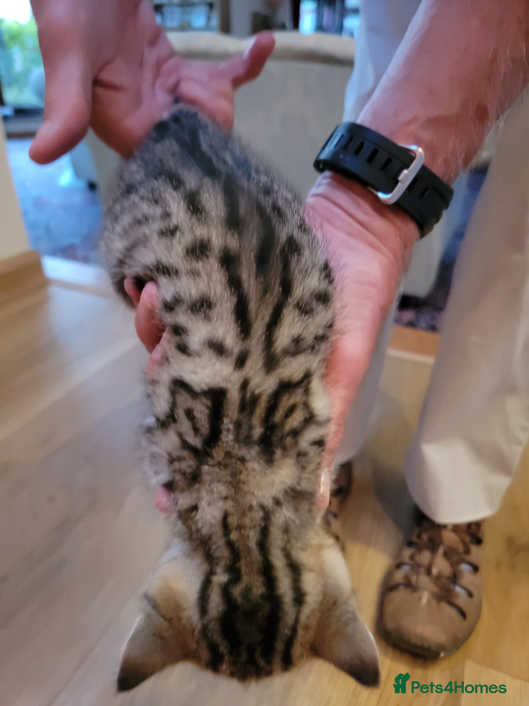 Mixed Breed cats for sale: Beautiful kittens for sale - Image 4