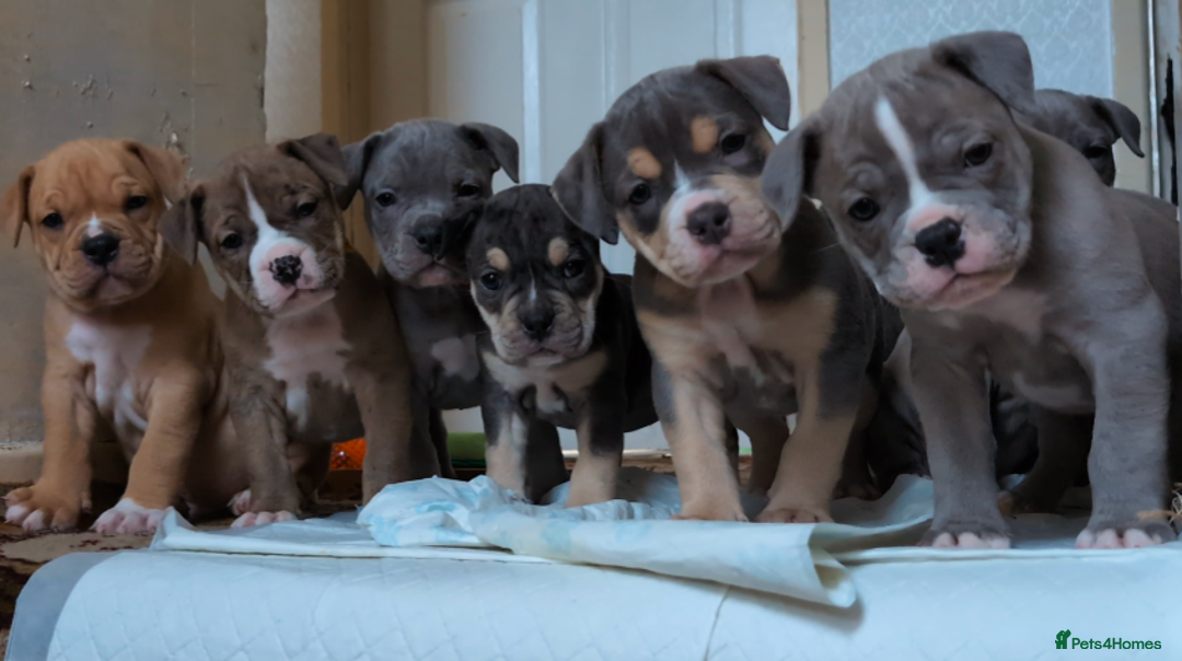 English Bulldog dogs for sale: olde English bulldogs ready soon. - Image 32