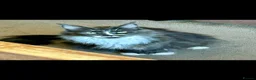 Maine Coon cats for sale:  Maine Coon X ready NOW - Advert 6