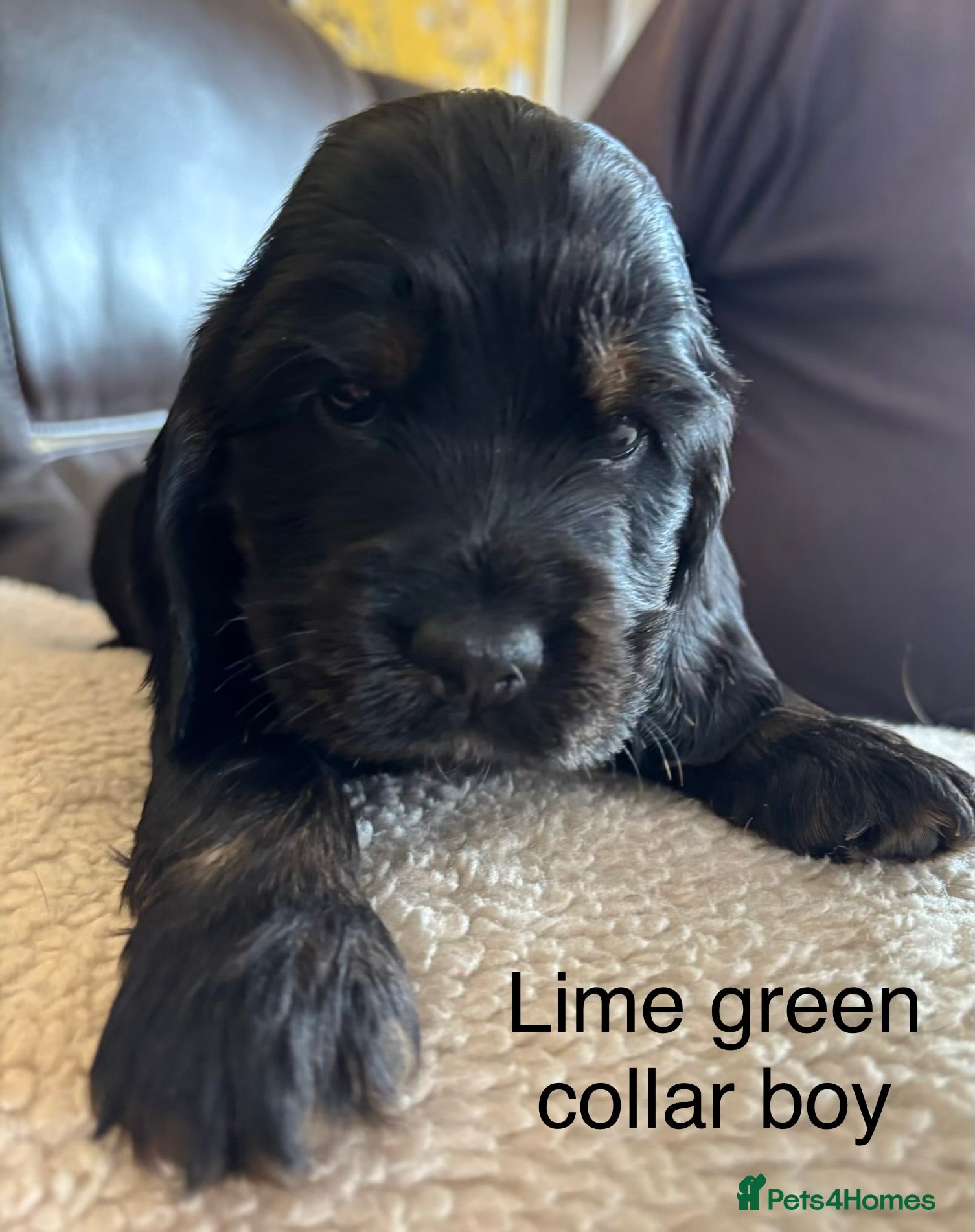 Cocker Spaniel dogs for sale: Stunning Litter of Show Cocker Spaniel Puppies - Advert 4