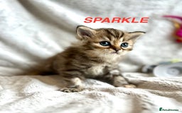Persian cats for sale: **LAST ONE** Stunning pure Persian Kittens PKD Neg - Image 17