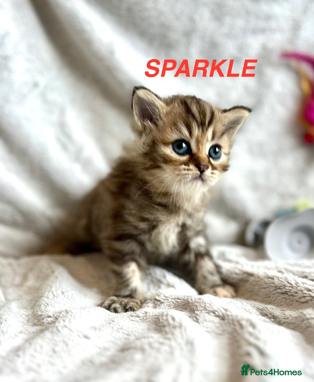 Persian cats for sale: **LAST ONE** Stunning pure Persian Kittens PKD Neg - Image 17