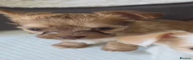 Chihuahua 1