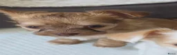 Chihuahua dogs for sale:  **  chihuahuas  in Middlewich - Advert 2