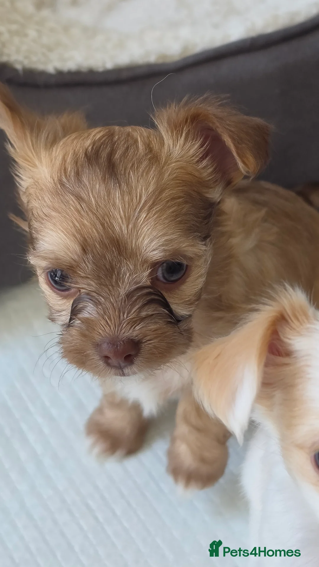 Chihuahua dogs for sale:  **  chihuahuas  in Middlewich - Advert 2