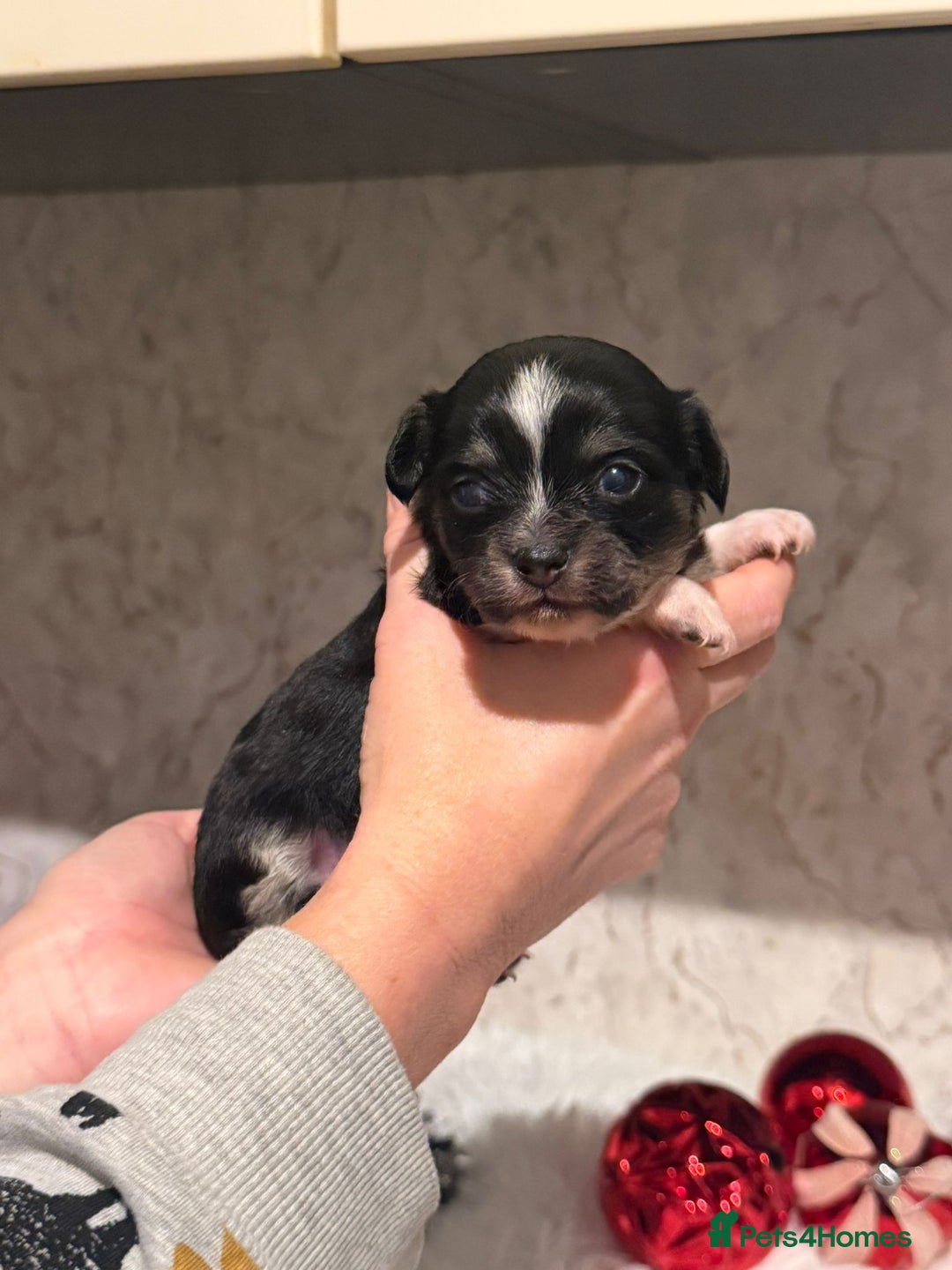 Chihuahua dogs for sale: Chihuahua pups - Advert 12