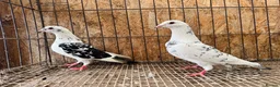 Pigeons birds for sale: TIGER GRIZZLED RACING PIGEONS FOR SALE - Advert 5