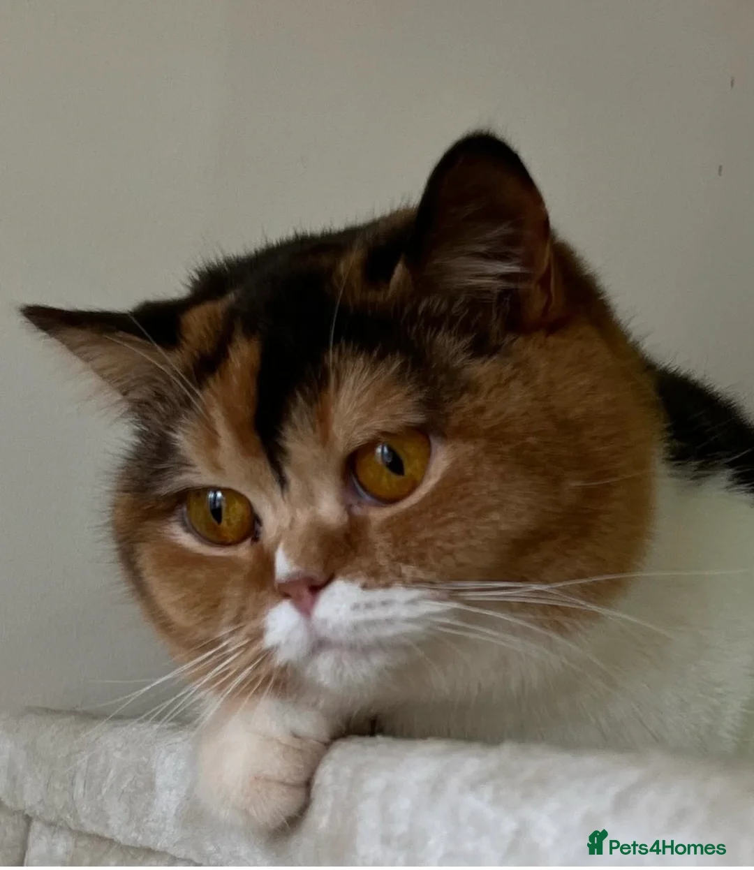 British Shorthair cats for sale: British Shorthair Girls Ready for Forever Homes - Advert 8