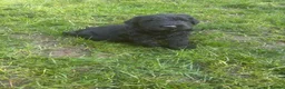 Giant Schnauzer dogs for sale: Ready now! KC Giant Schnauzer Girl Puppy - Advert 7