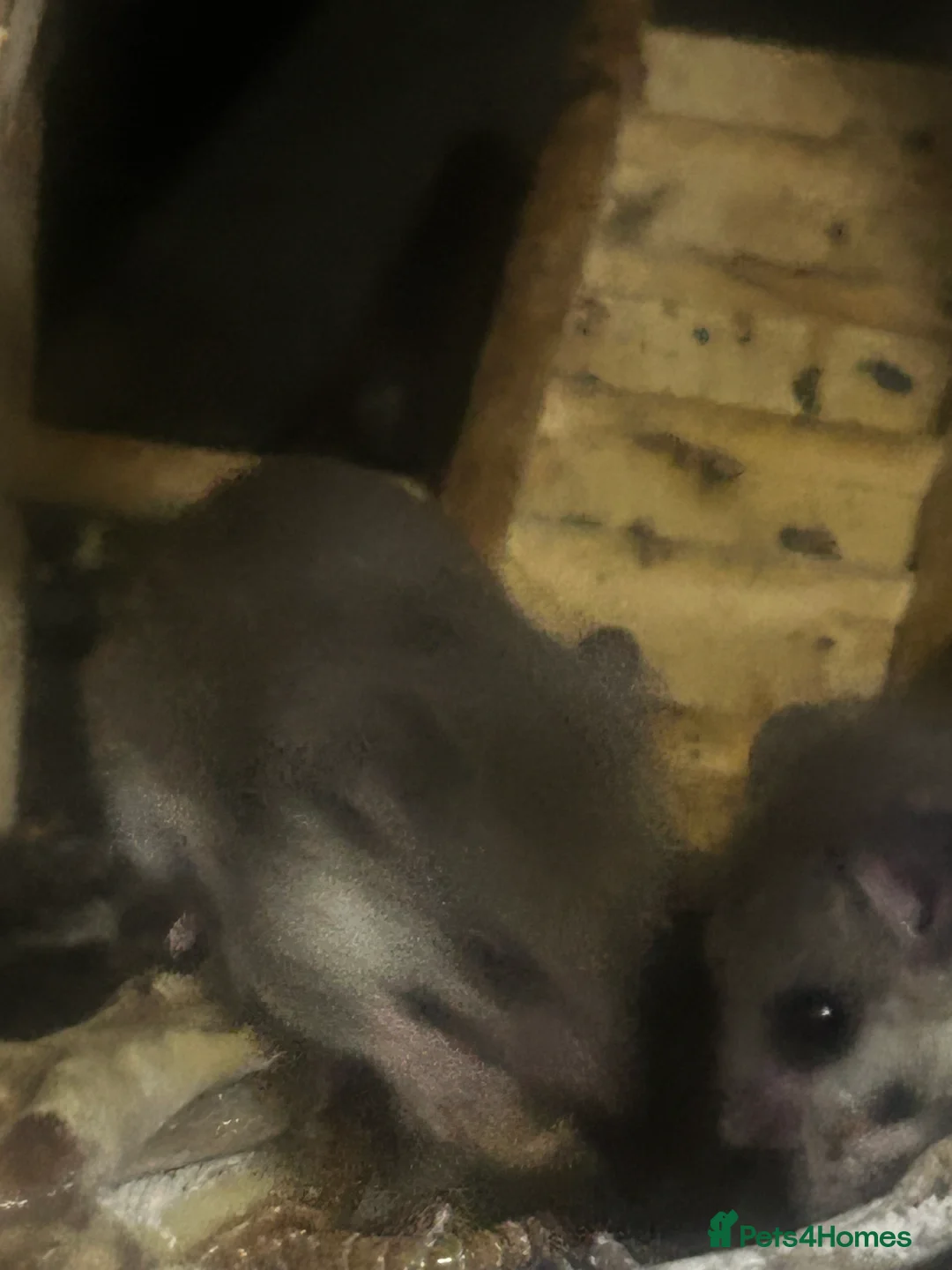 Mouse rodents for sale: Mousarium with about 40 African Pygmy Dormice  - Advert 2