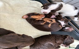 Cocker Spaniel dogs for sale: Beautiful working cocker spaniels  - Image 4