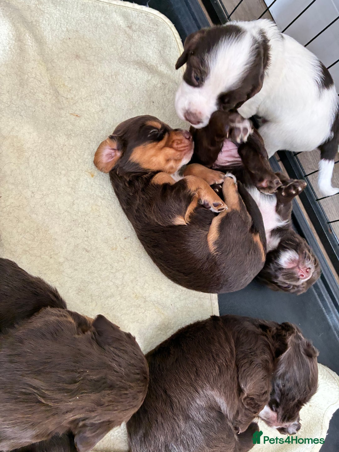 Cocker Spaniel dogs for sale: Beautiful working cocker spaniels  - Image 4