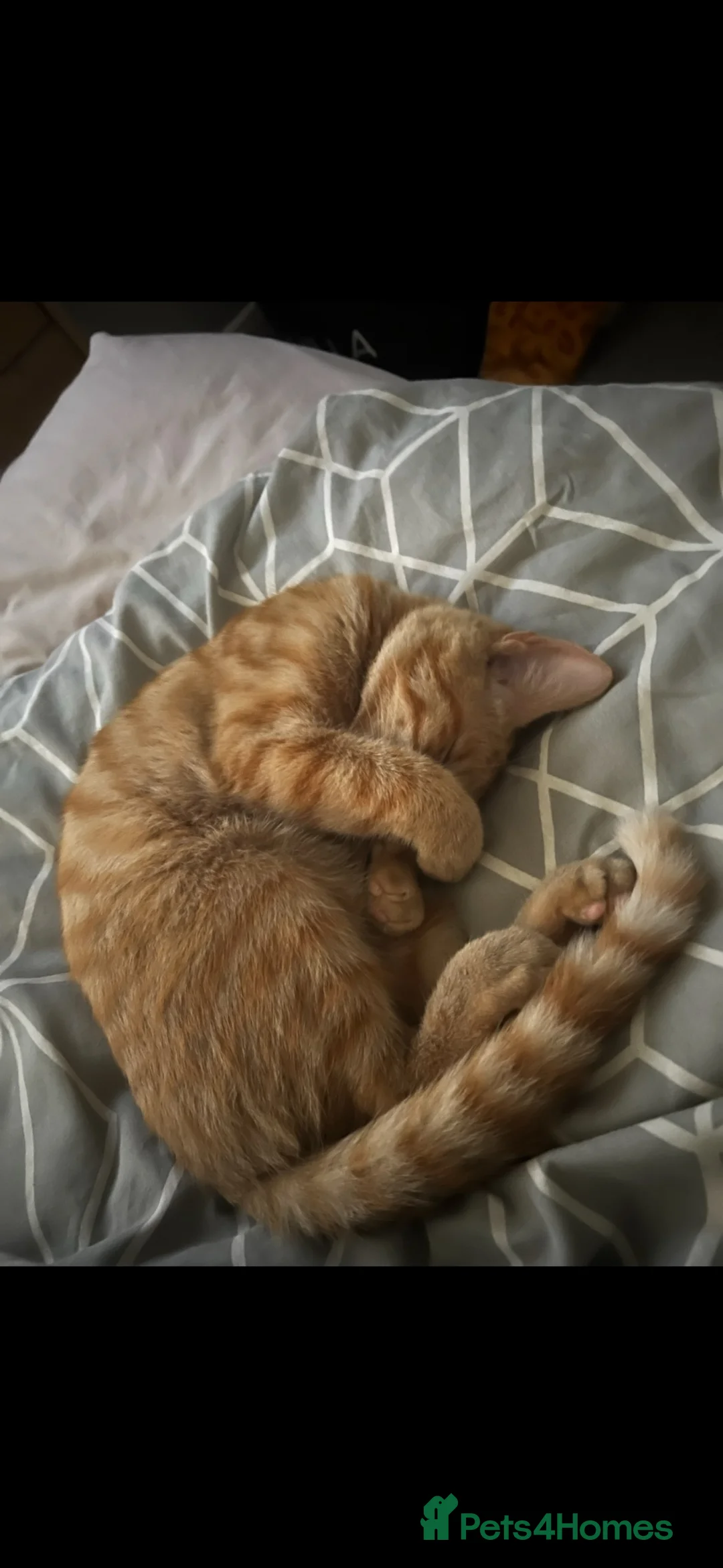 Domestic Shorthair cats for sale: Ginger male cat  in Choppington - Advert 4
