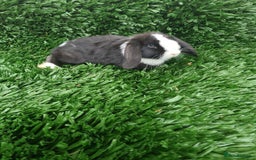 Mini Lop rabbits for sale: 4 beautiful girls baby rabbitdls - Image 4