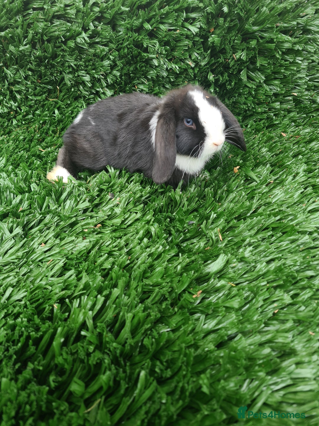 Mini Lop rabbits for sale: 4 beautiful girls baby rabbitdls - Image 4