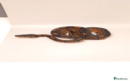 Python Snake reptiles for sale: Royal python 2025 male  - Image 4