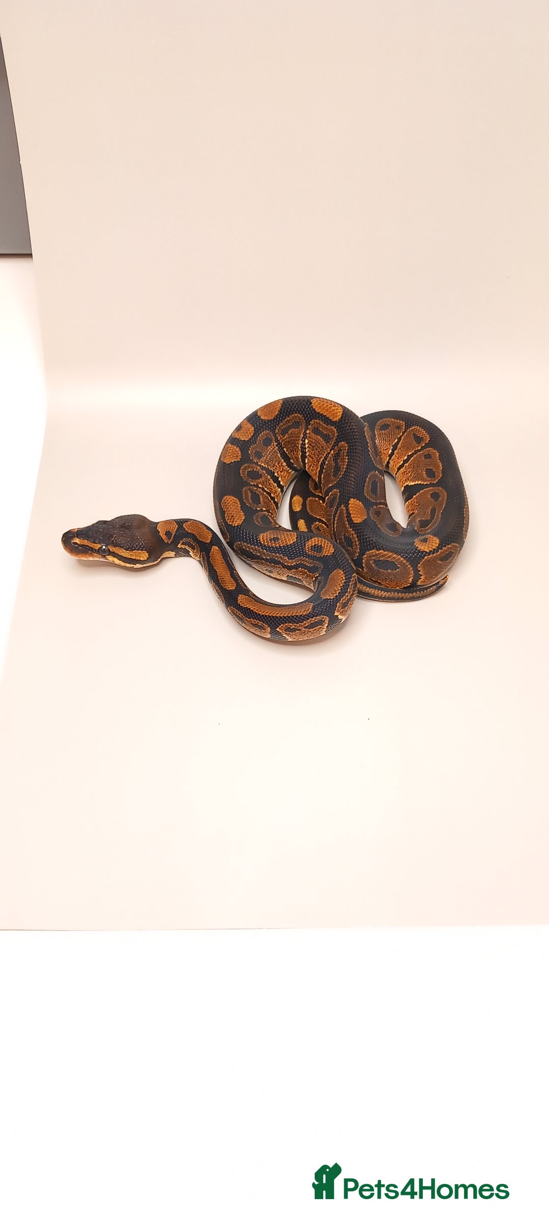 Python Snake reptiles for sale: Royal python 2025 male  - Image 4