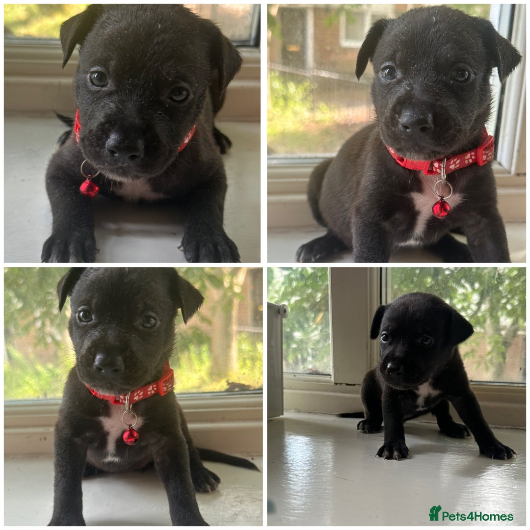 Mixed Breed dogs for sale: Staffy x Belgian Malinos  - Image 12