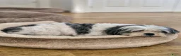 Mixed Breed dogs for sale: Millie is looking for forever loving home! - Advert 2