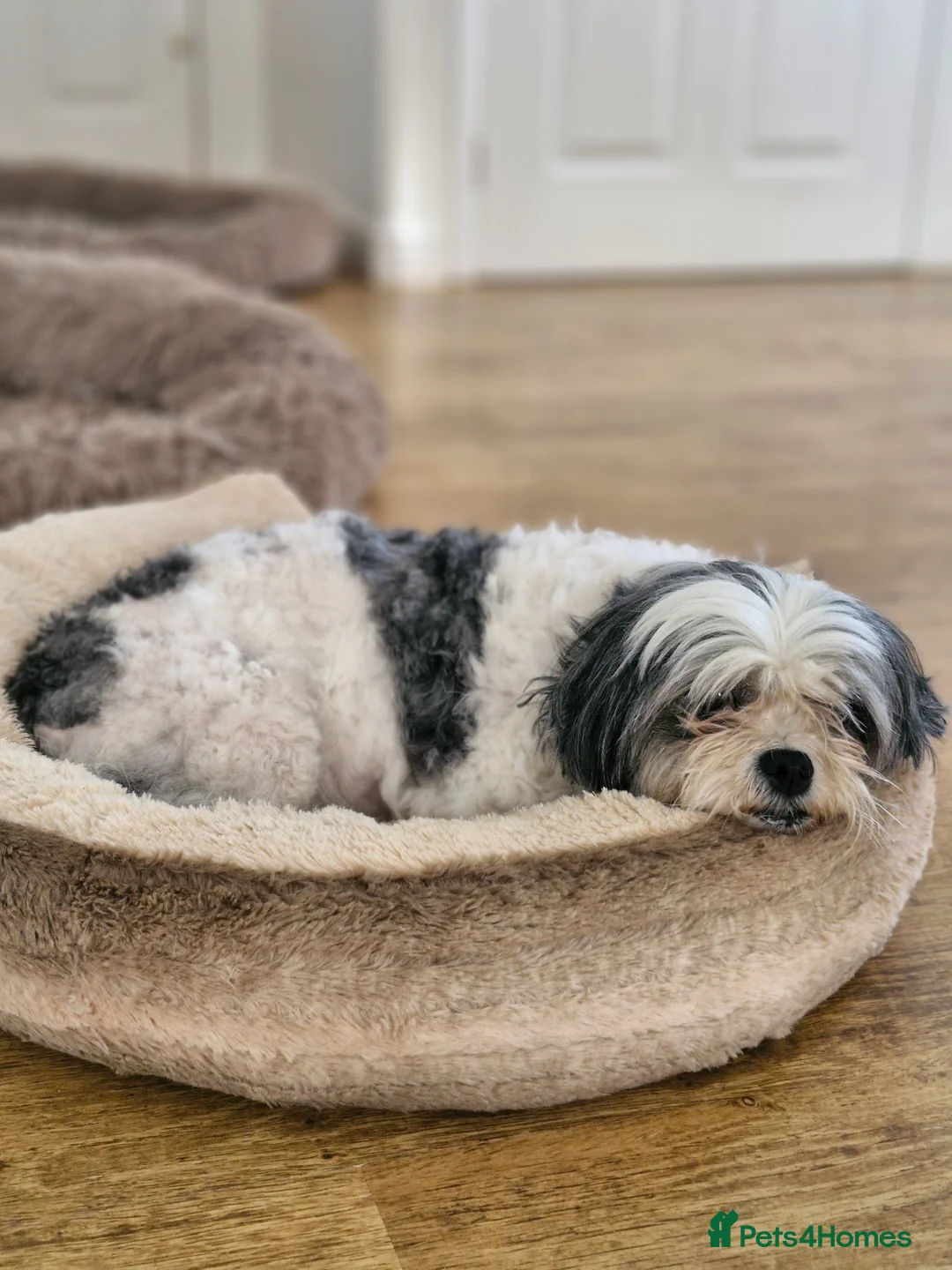 Mixed Breed dogs for sale: Millie is looking for forever loving home! - Advert 2