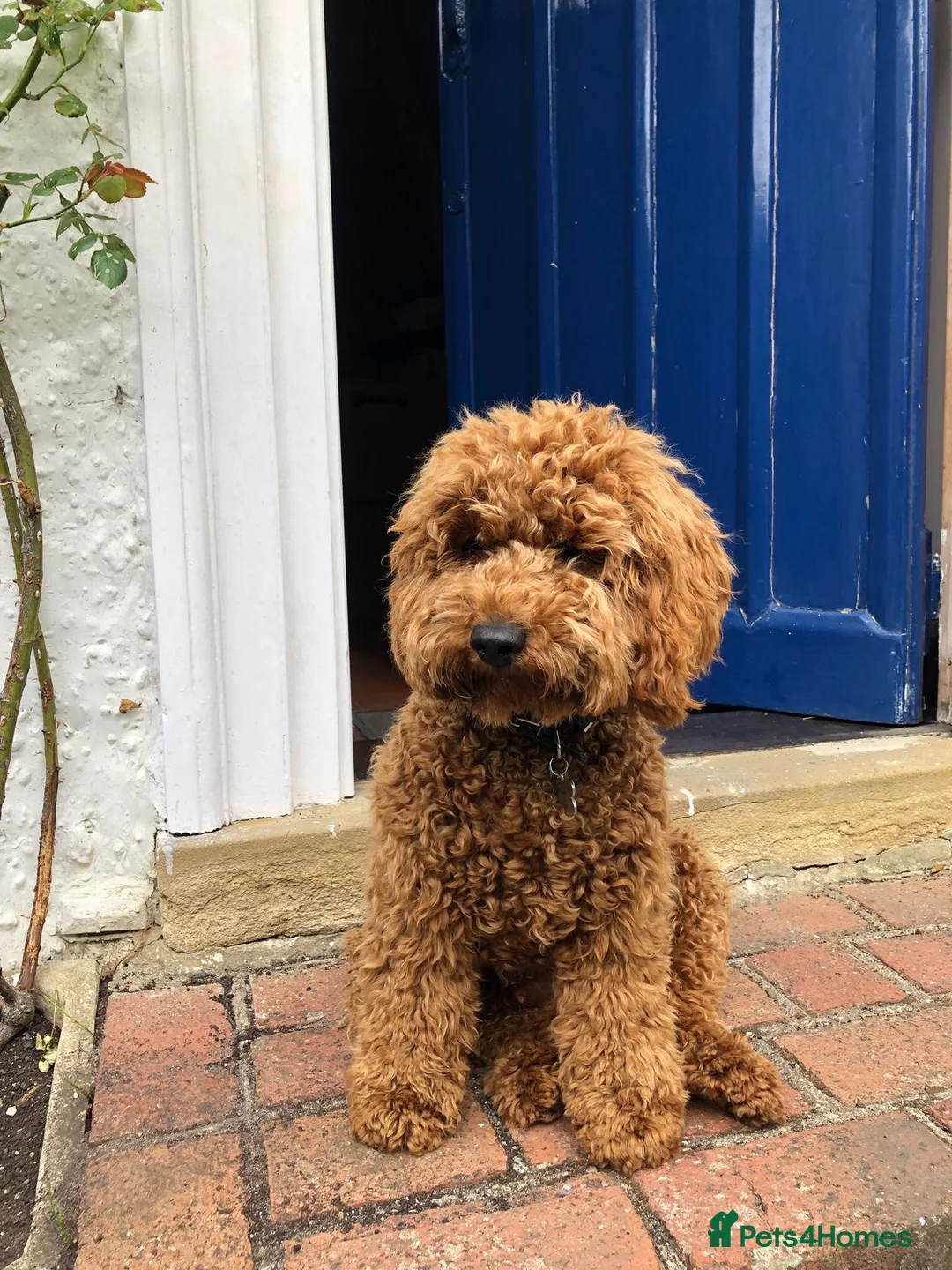 Cockapoo dogs for sale: 🐾 STUNNING F1B RED MINIATURE COCKAPOO PUPPIES  - Advert 14