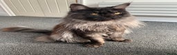 Maine Coon cats for stud: Proven GCCF & TICA Black Smoke stud in Bolton - Advert 11