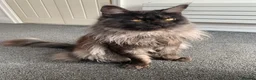 Maine Coon cats for stud: Proven GCCF & TICA Black Smoke stud in Bolton - Advert 11