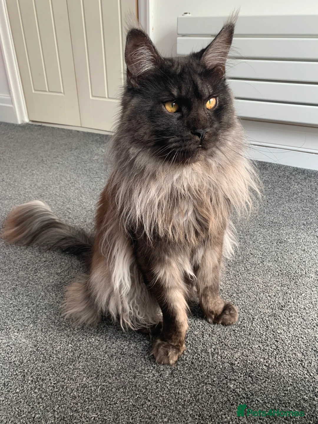 Maine Coon cats for stud: Proven GCCF & TICA Black Smoke stud in Bolton - Advert 11