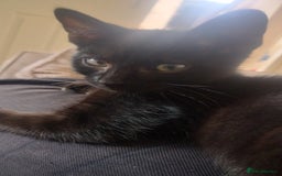 Mixed Breed cats for sale: Black kittens * Just one remaining* - Image 3