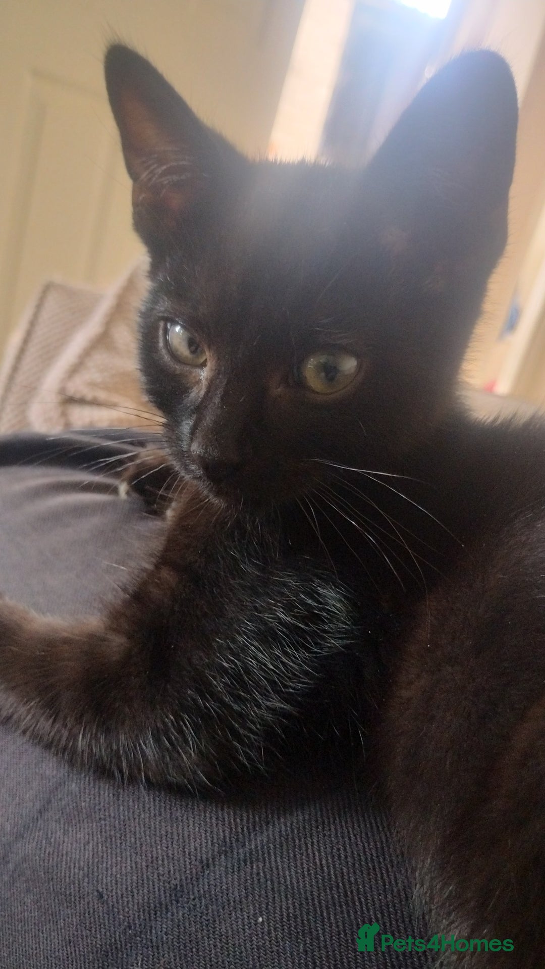 Mixed Breed cats for sale: Black kittens * Just one remaining* - Image 3
