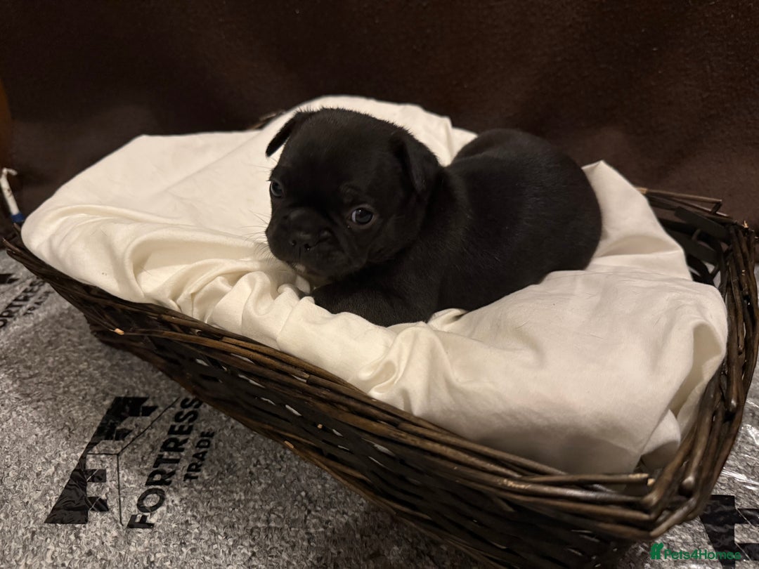 French Bulldog dogs for sale: 7 beautiful French bulldog puppies for sale - Image 17