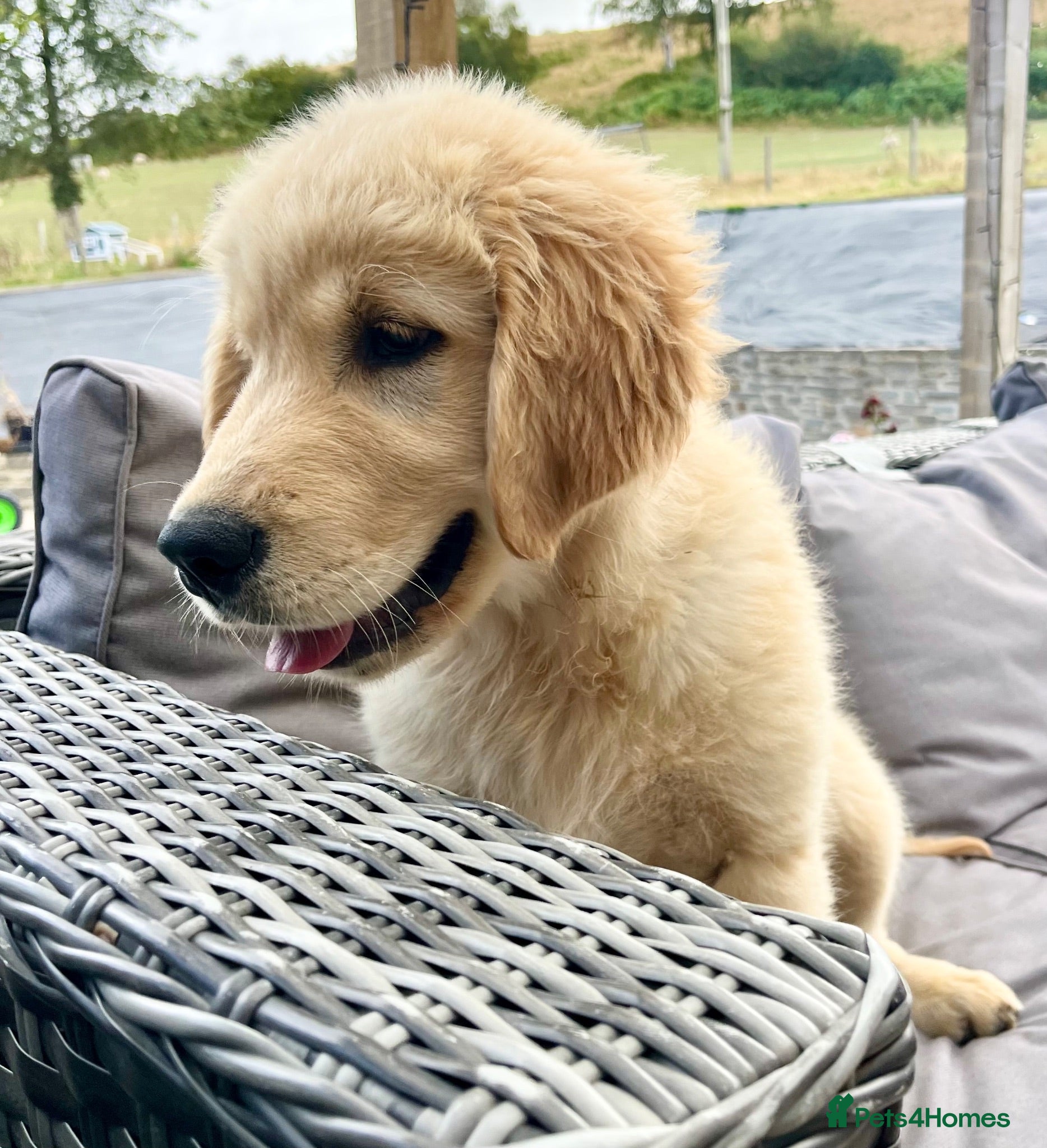 Golden Retriever dogs Beautiful KC Golden Retriever Puppies - Advert 1