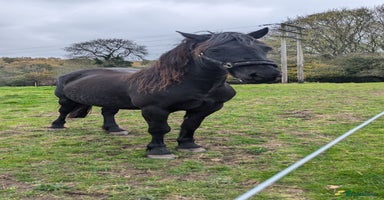 Welsh Section D horses - Advert 1