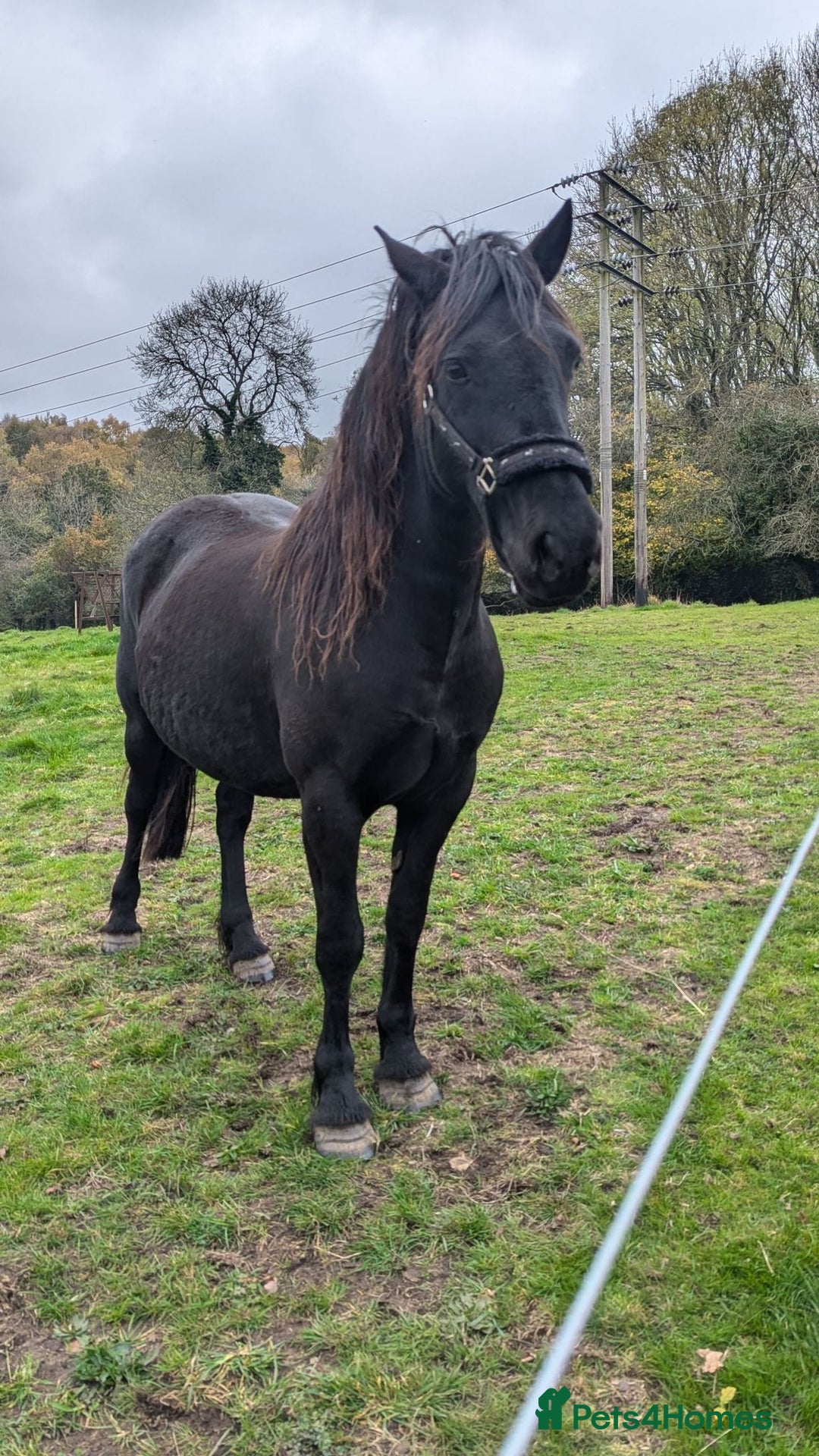 Welsh Section D horses for sale: Welsh sec D mare 14.2 project  - Image 3