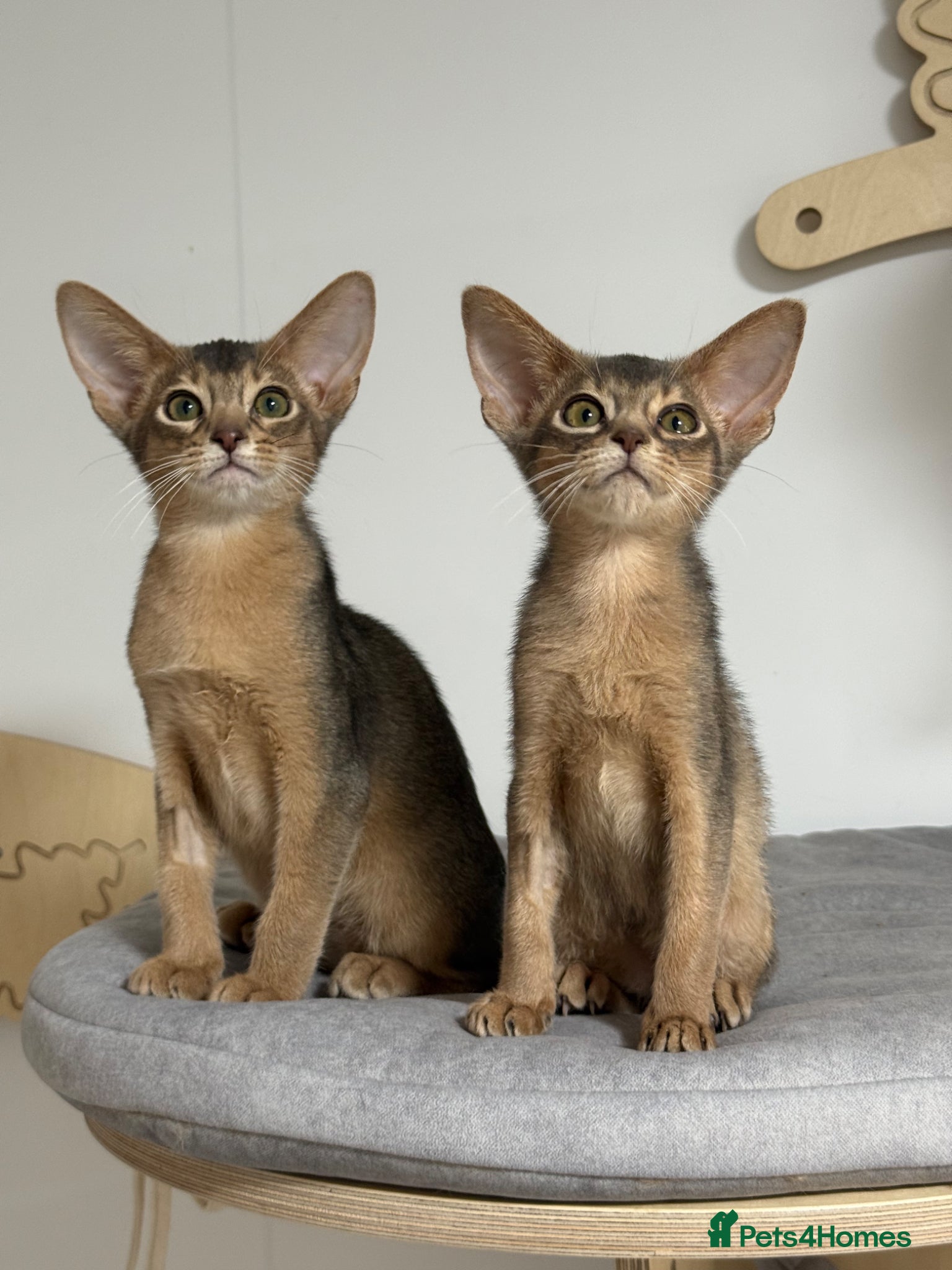 Abyssinian cats     Gorgeous kittens from champion parents 😽 - Advert 3