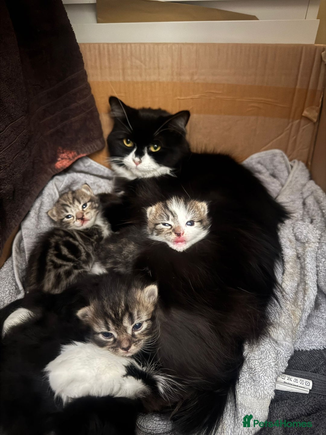 Persian cats for sale: 4 Stunning Persian/Randall X babies  - Image 4