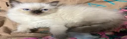 Ragdoll cats for sale: Male Ragdoll Kittens Ready Now - 2 Remaining  - Advert 8