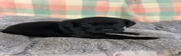 Labrador Retriever dogs for sale: Fantastic Royal Kennel Club Puppies  - Advert 2