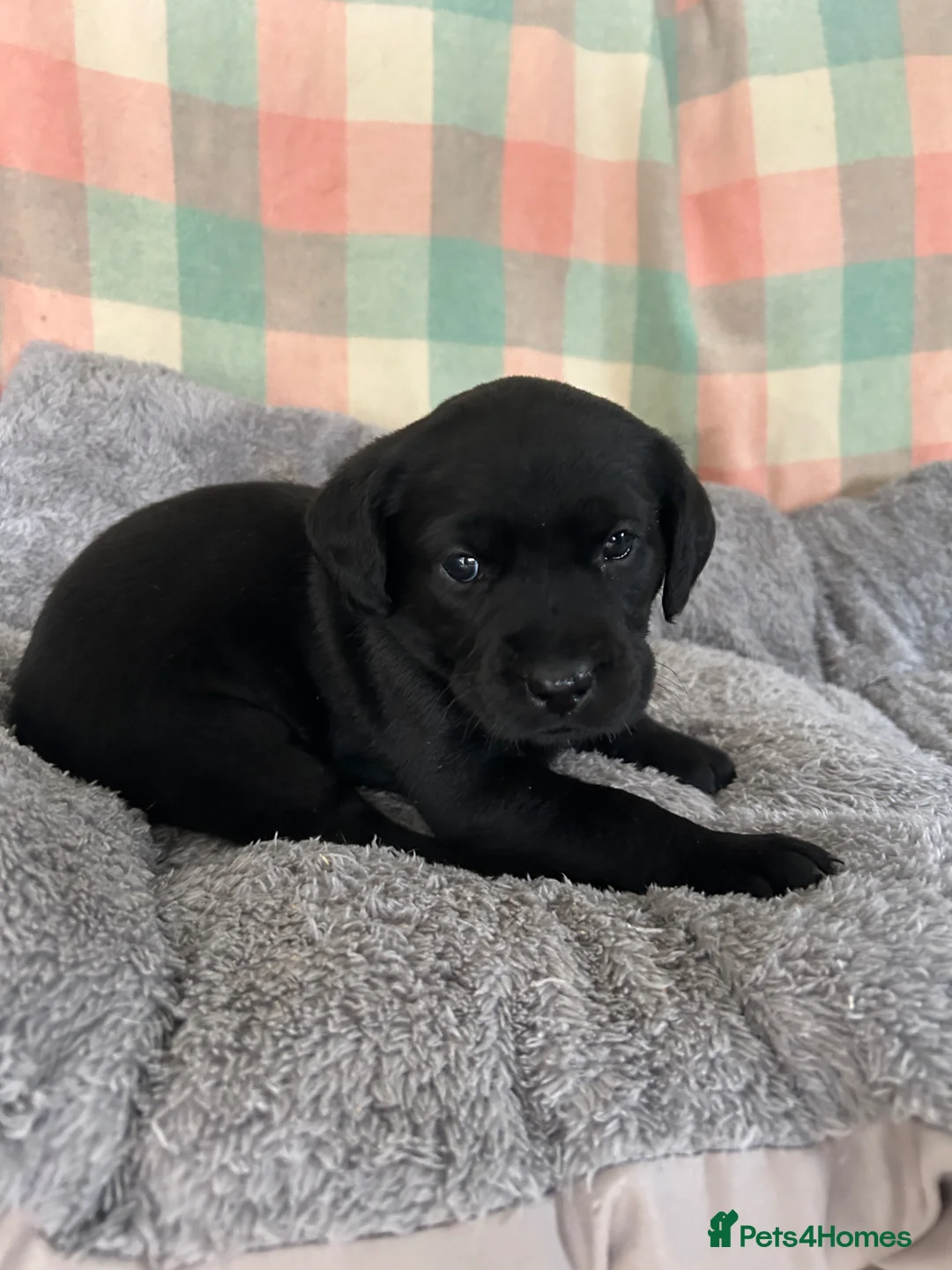 Labrador Retriever dogs for sale: Fantastic Royal Kennel Club Puppies  - Advert 2