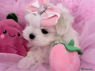 Maltese dogs 💗Gorgeous Korean baby girl 💗 - Advert 1